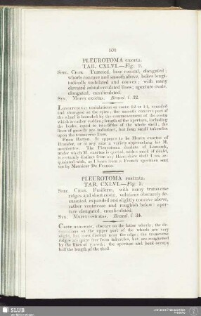 Pleurotoma exorta. Tab. CXLVI. — Fig. 2