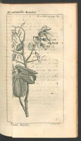 Tafel: Yp. Bastaard-Acacia. [...]