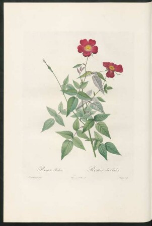 Rosa Indica. Rosier des Indes. Chapuy sculp.
