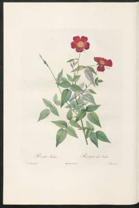Rosa Indica. Rosier des Indes. Chapuy sculp.