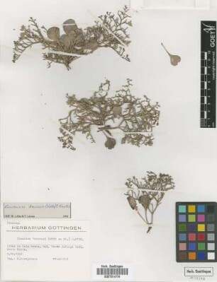 Limonium brunneri (Webb in DC.) O. Kuntze
