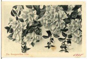 The Bouganvillea Vine