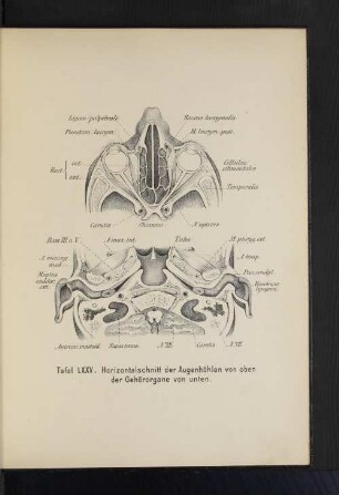 Tafel LXXV. Horizontalschnitt der Augenhöhlen von oben der Gehörorgane von unten.