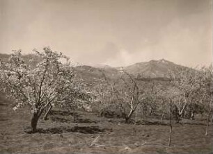 Sizilien. Blühende Bäume an der Casa del Bosco. Blick zum Ätna