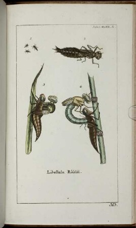 Insect: XLVII. A. [bis] Insect: LIII.