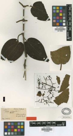 Miconia lechleri Triana [type]