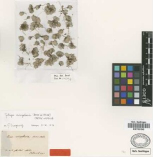 Evax eriosphaera Boiss. & Heldr. [type]