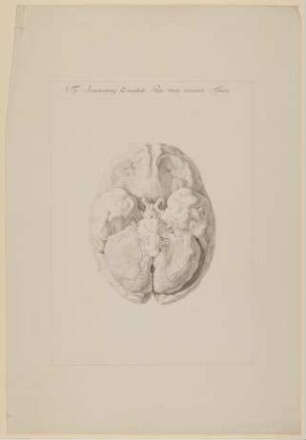 Das Gehirn eines dreijährigen Jungen [Vorzeichnung zu Samuel Thomas Soemmerring, Tabula Baseos Encephali, Frankfurt am Main 1799, Taf. 1]
