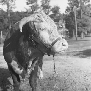 Long Island, Bulle auf der Lester Davis Farm
