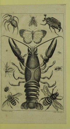 [Insekten]