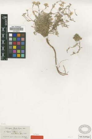 Alyssum aurantiacum Boiss. [isotype]