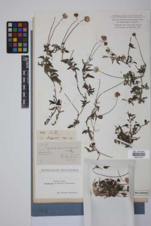 Tridax procumbens L.