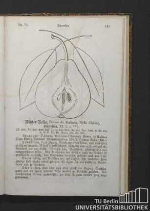 Nr. 79. December. Winter-Nelis, Bonne de Malines, Nelis d'hiver. Butterbirn.