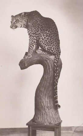 Leopard auf einem Baumstamm