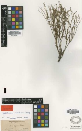 Heliotropium cabulicum Bunge [isotype]