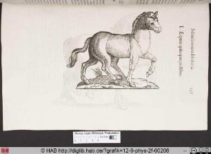 Equus quinque pedibus.