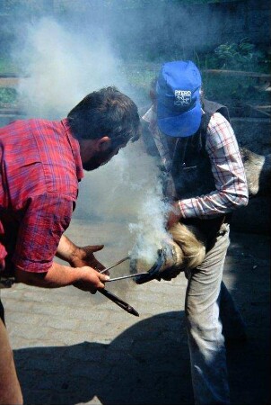 Hufbeschlag: Schmied beim Aufbringen des Hufeisens