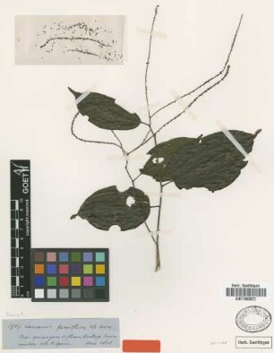 Lunania parviflora Spruce ex Benth. [type]