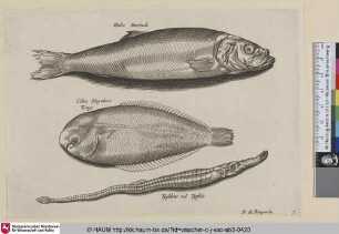 Halec. Harinck; Solea Lingulaca Tonge; Typhline vel Typhle [Hering, Seezunge und Seenadel; A Herring, Sole, and Long Fish]