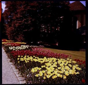 Insel Mainau: Tulpen auf der Schlossterrasse