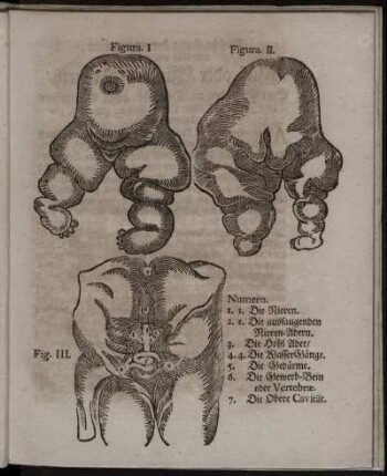 Figura I. - Fig. III.