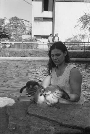 Nachwuchs bei den Humboldt-Pinguinen im Karlsruher Zoo