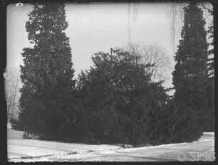 Potsdam, Neuer Garten, Taxus.