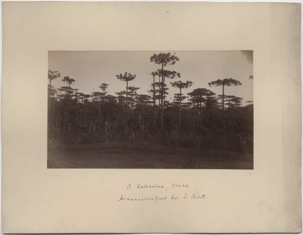 Forêt d'araucarias près de S. Bento