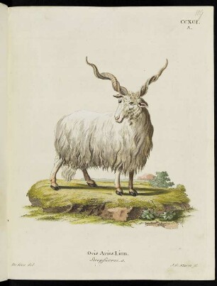 CCXCI. A. Ovis Aries Linn. Strepficeros. a.