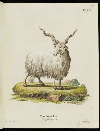 CCXCI. A. Ovis Aries Linn. Strepficeros. a.