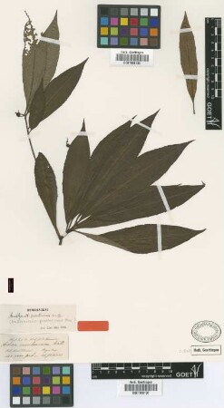 Ardisia membranacea Wall. ex A.DC.