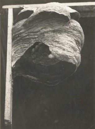 Hornisse (Vespa crabro L.). Verlassenes Nest