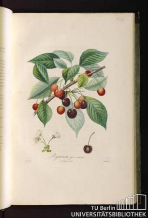 P. LVI. Bigarreau gros coeuret.