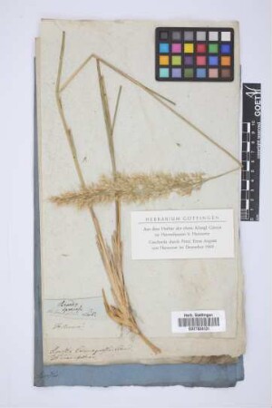 Agrostis calamagrostis