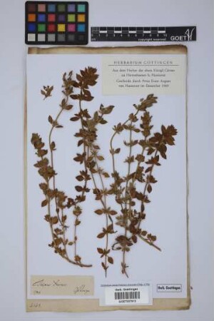 Thymus acinos L.