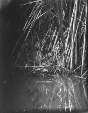 Rohrdommel : Rohrdommel (Botaurus stellaris Linnaeus) auf dem Nest.