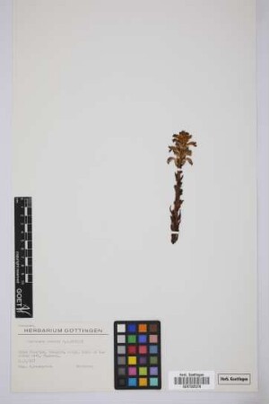 Orobanche mutelii F.W. Schultz