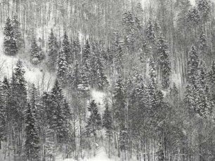 Nadelwald im Winter