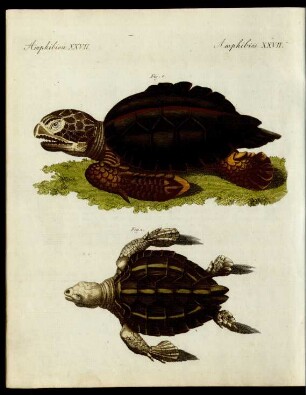 Schildkröten von ausserordentlicher Grösse.