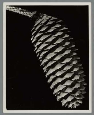 Mähnenfichte, Zapfen (Picea breweriana)