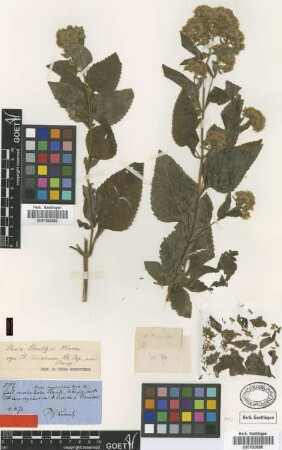 Stevia boliviensis Sch.Bip. [type]