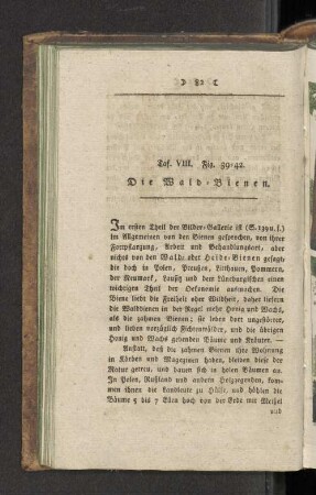 Taf. VIII. Fig. 39-42. Die Wald-Bienen.