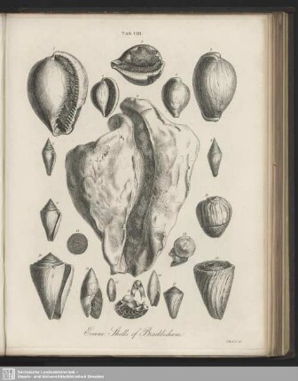 Tab. VIII. Eocene Shells of Bracklesham