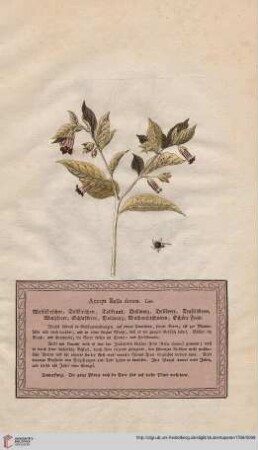 Atropa Bella donna
