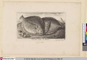 Rhombus Laeuis, La Barbue