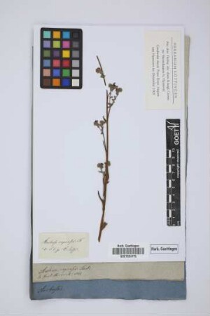Anchusa capensis Thunb.