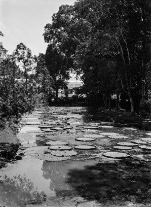 Teich mit Seerosen : Teich mit Victoria Seerosen.