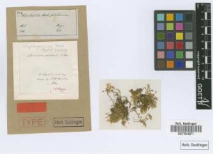 Stereodon psilurus Mitt. [isotype]