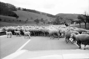 Schuttertal: Schafherde auf der Schuttertalstraße bei Schuttertal