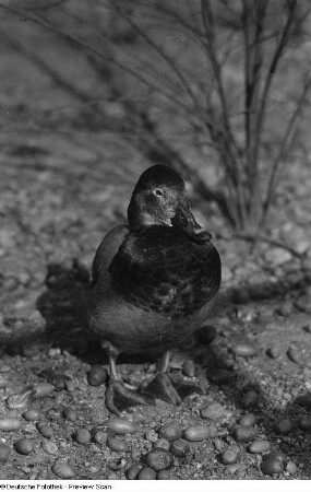Ente